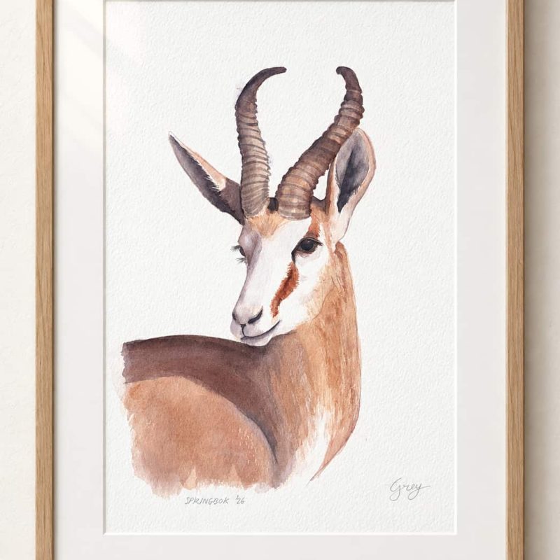 A framed watercolour of a springbok.
